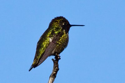 Annas Hummingbird