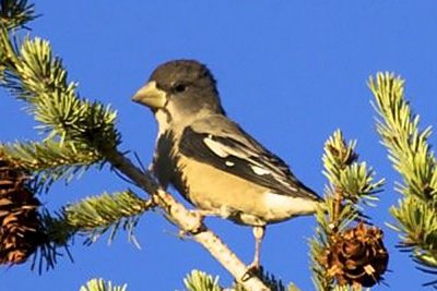 Evening Grosbeak