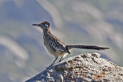 Greater Roadrunner