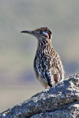 Greater Roadrunner