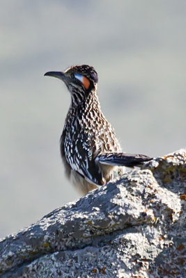 Greater Roadrunner