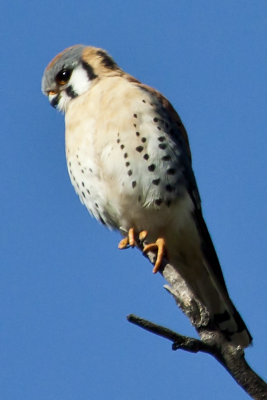 American Kestrel