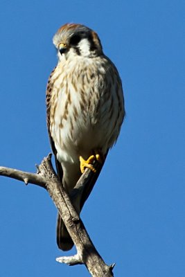 American Kestrel
