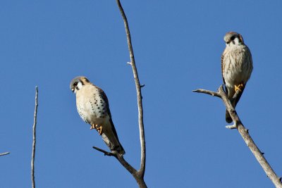 American Kestrel
