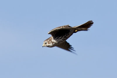 Prairie Falcon