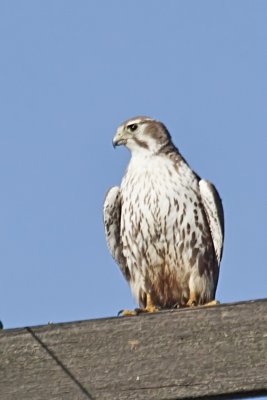 Prairie Falcon 