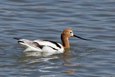 American Avocet