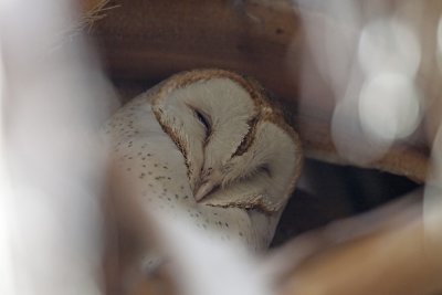 Barn Owl