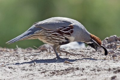 Gambel's Quail