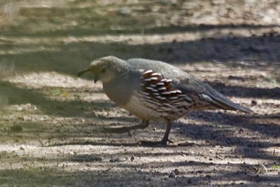 Gambel's Quail