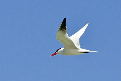 Caspian Tern