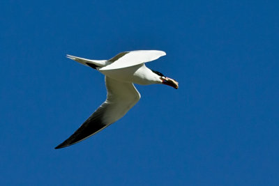 Caspian Tern