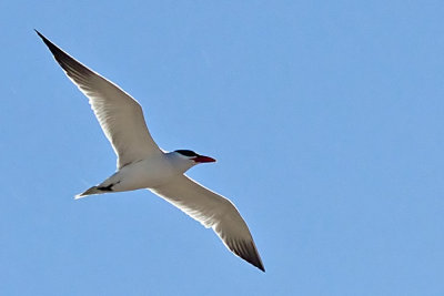 Caspian Tern