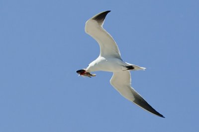 Caspian Tern