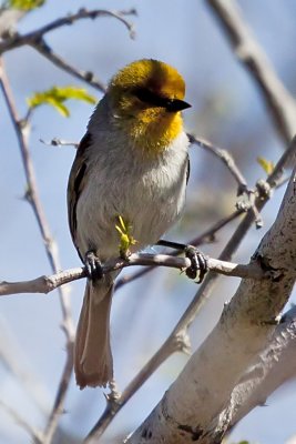 Verdin