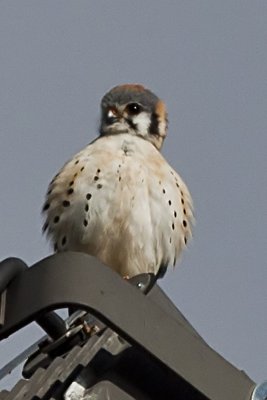 American Kestrel