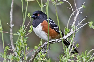 Spotted Towhee
