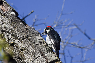 Acorn Woodpecker