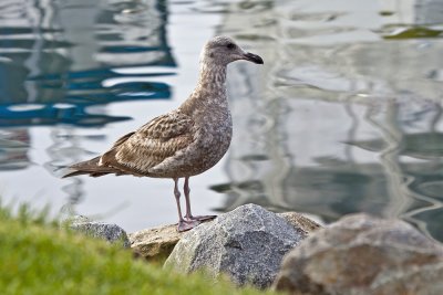 Gull