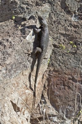 Lizard