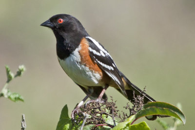 Spotted Towhee