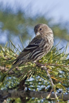 Pine Sisken