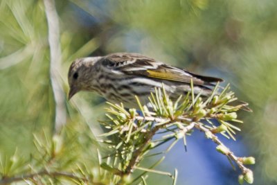Pine Sisken