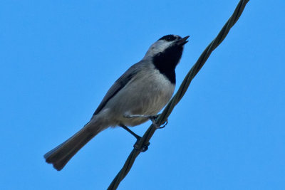 Mountain Chickadee