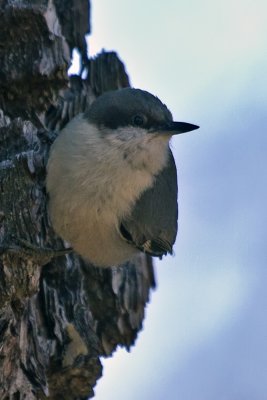 Pygmy Nuthatch