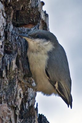 Pygmy Nuthatch