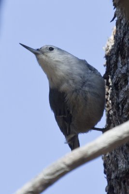 White-breasted Nuthatch