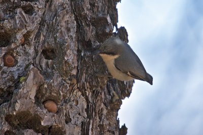 Pygmy Nuthatch