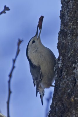 White-breasted Nuthatch