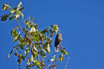 Red-winged Blackbird-(female)
