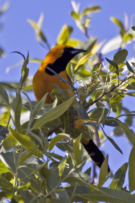 Hooded Oriole