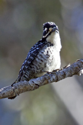 Ladder-backed Woodpecker