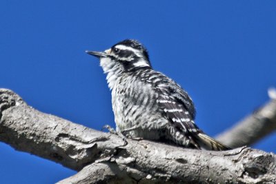Ladder-backed Woodpecker