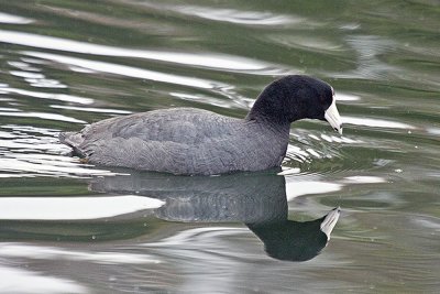 American Coot
