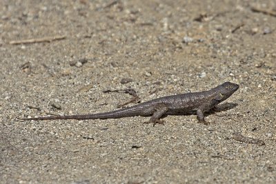 Lizard