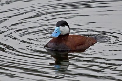 Ruddy Duck