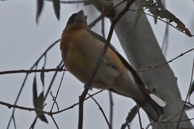 Black-headed Grosbeak