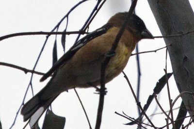 Black-headed Grosbeak