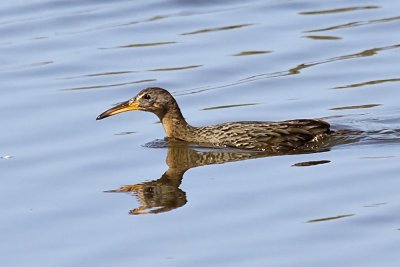 Ridgway's Rail