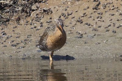 Ridgway's Rail