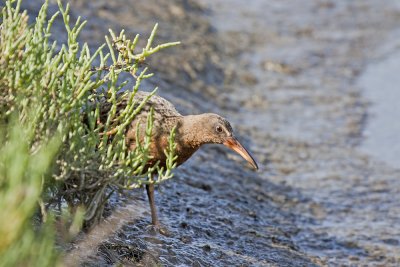 Ridgway's Rail