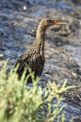 Ridgway's Rail