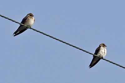 Northern-rough winged Swallows