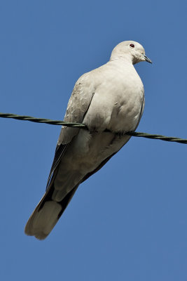 Eurasion-collared Dove