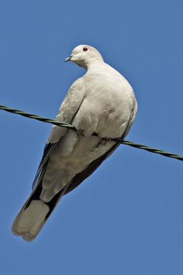 Eurasion-collared Dove
