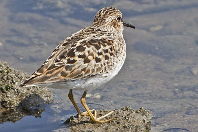 Least Sandpiper